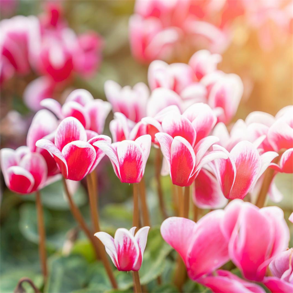 Cyclamen Festival